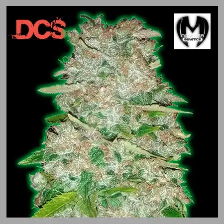 Monster Gorilla Glue Feminised Cannabis Seeds | Monster Genetics