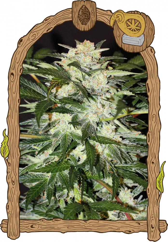Monster Mash Auto Feminised Cannabis Seeds | Exotic Seeds