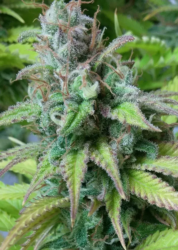 Monster Mass Feminised Cannabis Seeds | Critical Mass Collective Seeds