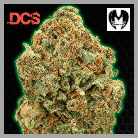 Monster Moby Feminised Cannabis Seeds | Monster Genetics