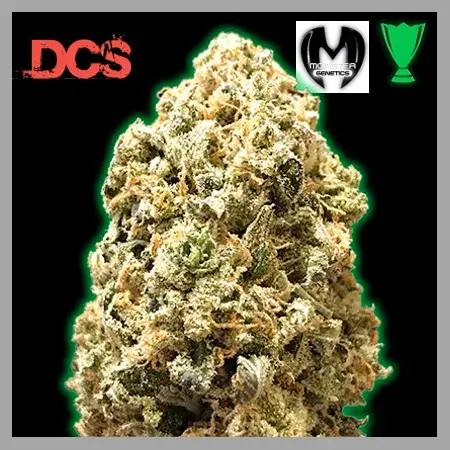 Monster Pebbles Feminised Cannabis Seeds | Monster Genetics