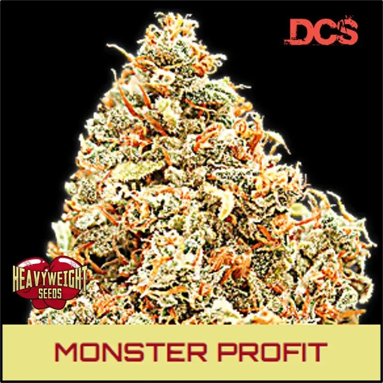 Monster Profit Feminised Cannabis Seeds | Heavyweight Seeds