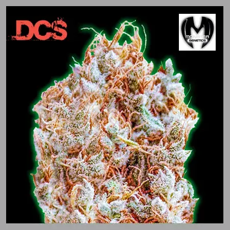 Monster Zkittles Feminised Cannabis Seeds | Monster Genetics