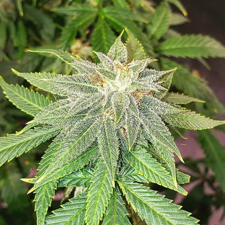 Moon Fruit Feminised Cannabis Seeds | Top Shelf Elite