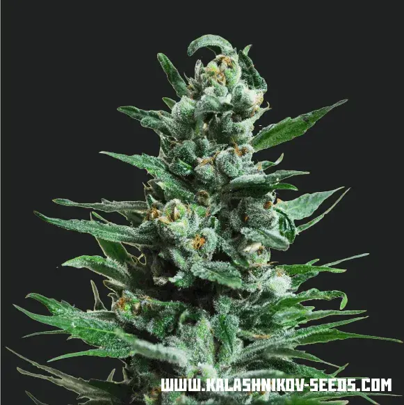 Moscow Blueberry Auto Feminised Cannabis Seeds | Kalashnikov Seeds