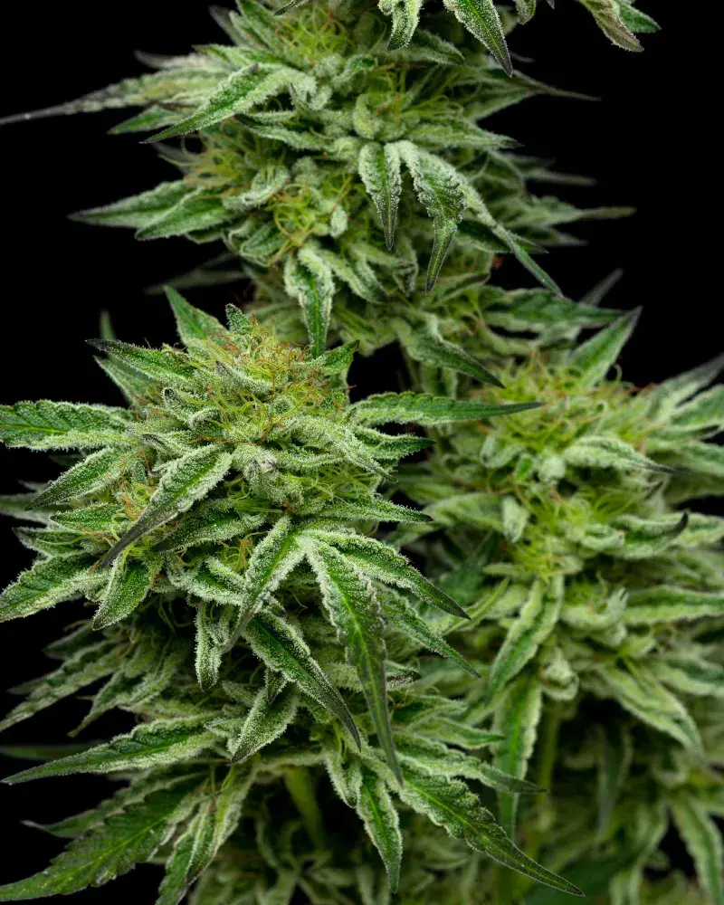 Mountaintop Mint Feminised Cannabis Seeds - Humboldt Seed Company