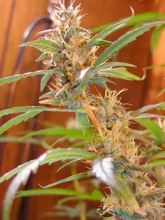 Afghan Haze Regular Cannabis Seeds | Mr Nice Seeds