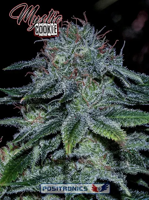 Mystic Cookie Feminised Cannabis Seeds | Positronics