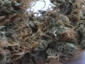 NHS (National Health Service) Mango Regular Cannabis Seeds | Mr Nice Seed