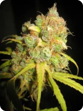 NL5 x Afghan Regular Cannabis Seeds | Mr Nice Seeds