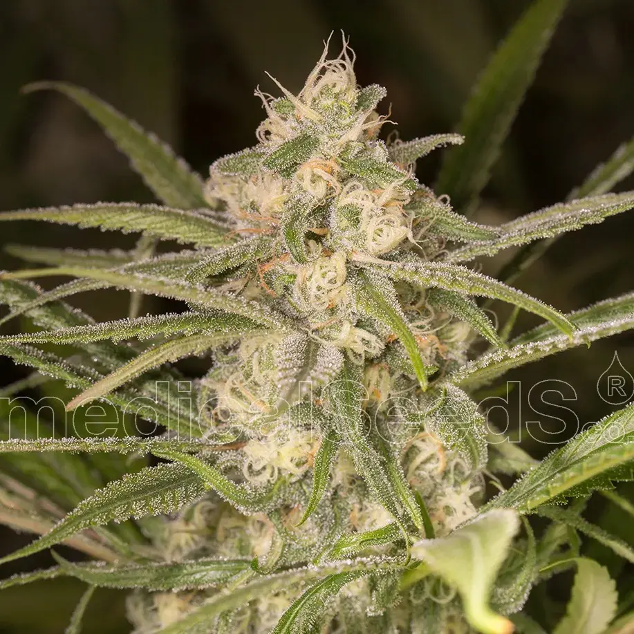 No Name Auto Feminised Cannabis Seeds | Medical Seeds