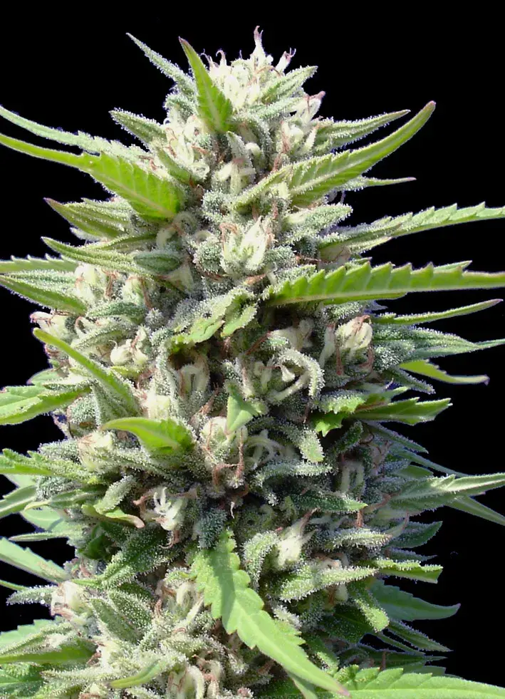Northern Lights Auto Feminised Cannabis Seeds