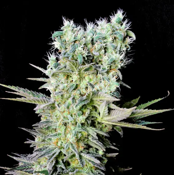 Northern Lights X Feminised Cannabis Seeds