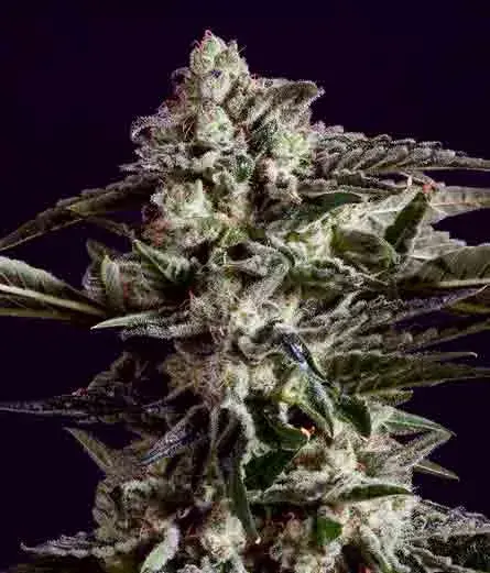 NEW YORK CITY DIESEL x SCBDX Feminised Cannnabis Seeds