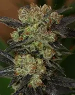 NY Purple Diesel Feminised Cannabis Seeds | Next Generation Seeds
