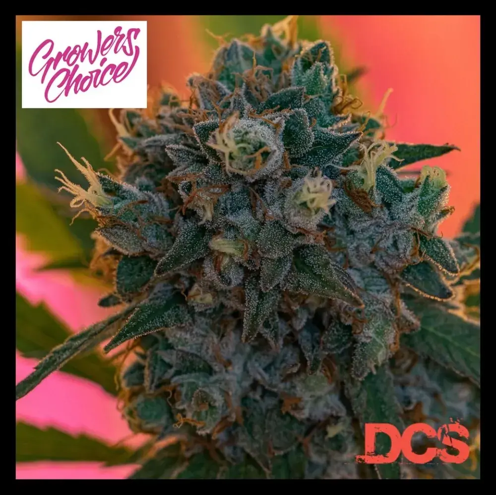 Naranja Biscotti Fast Version Feminised Cannabis Seeds - Growers Choice