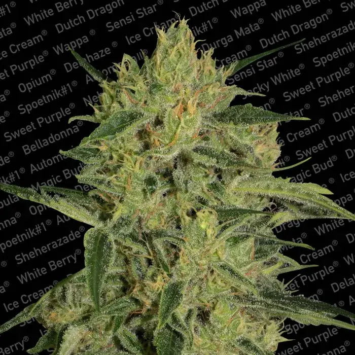 Nebula 11 CBD Feminised Cannabis Seeds | Paradise Seeds