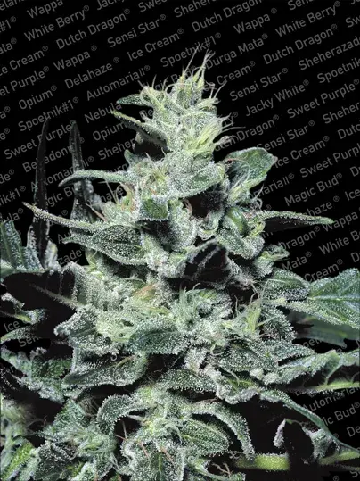 Nebula Feminised Cannabis Seeds | Paradise Seeds