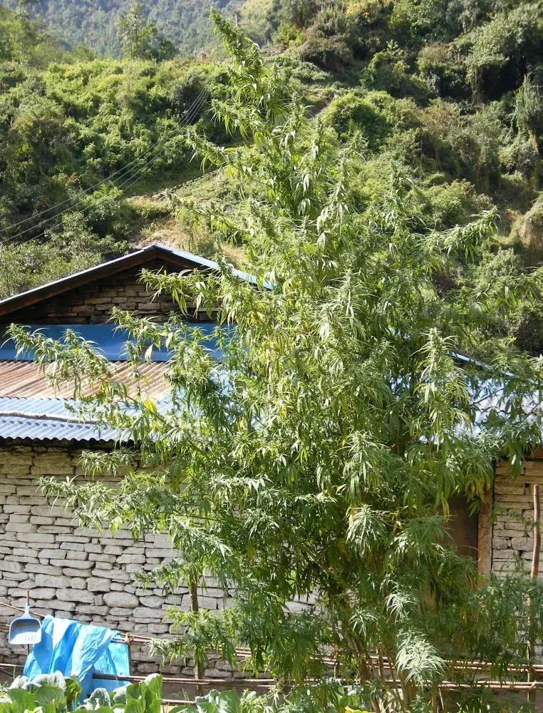 Nepal Annapurna Regular Cannabis Seeds | Ace Seeds