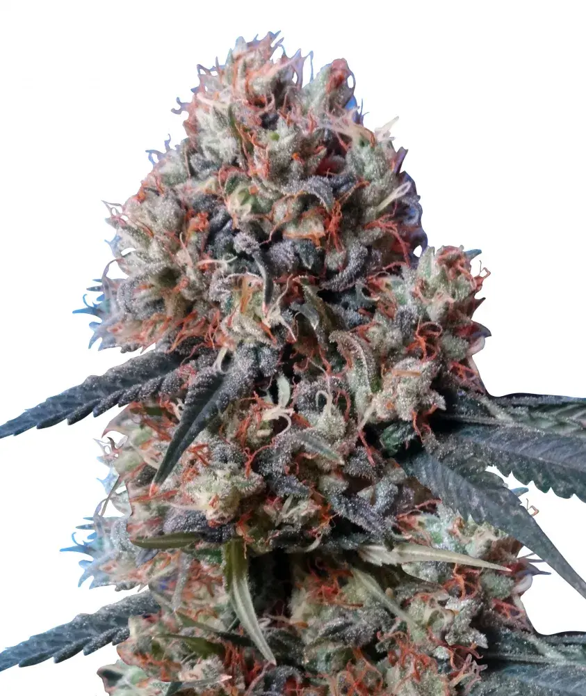 Nepal Jam x Kali China Feminised Cannabis Seeds | Ace Seeds