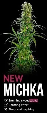 Michka Feminised Cannabis Seeds | Sensi Seeds 