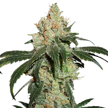 Nicole Cream Feminised Cannabis Seeds | Seed Stockers