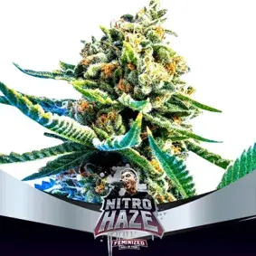 Nitro Haze Feminised Cannabis Seeds - BSF Seeds Feminised Cannabis Seeds - BSF Seeds