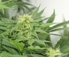 Nordle Regular Cannabis Seeds | Mr Nice Seeds
