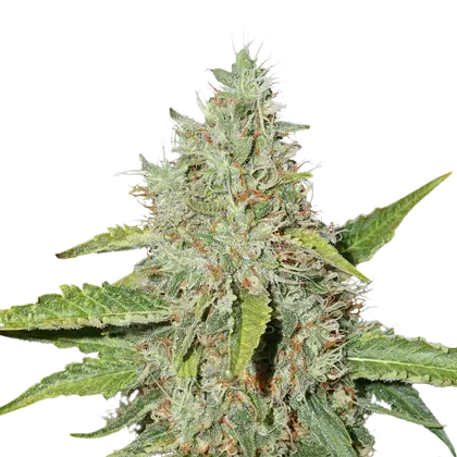 Northern Lights Auto Feminised Cannabis Seeds | Seed Stockers