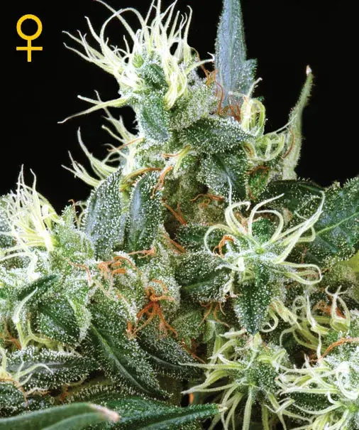 NL Automatic Feminised Cannabis Seeds | Green House Seeds