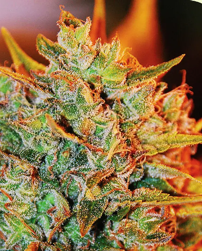 NL X Big Bud Auto Feminised Cannabis Seeds | Expert Seeds