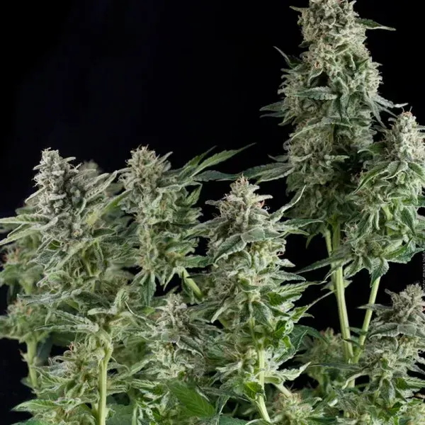Northern Lights CBD Feminised Cannabis Seeds | Pyramid Seeds