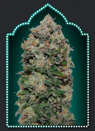 Northern Lights Feminised Cannabis Seeds | Expert Seeds