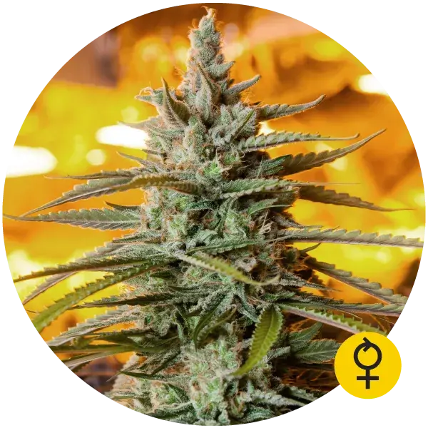 Northern Light Auto Feminised Cannabis Seeds | Bulldog Seeds
