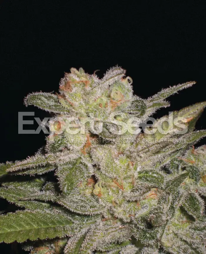 Northern Light Auto Feminised Cannabis Seeds | Expert Seeds