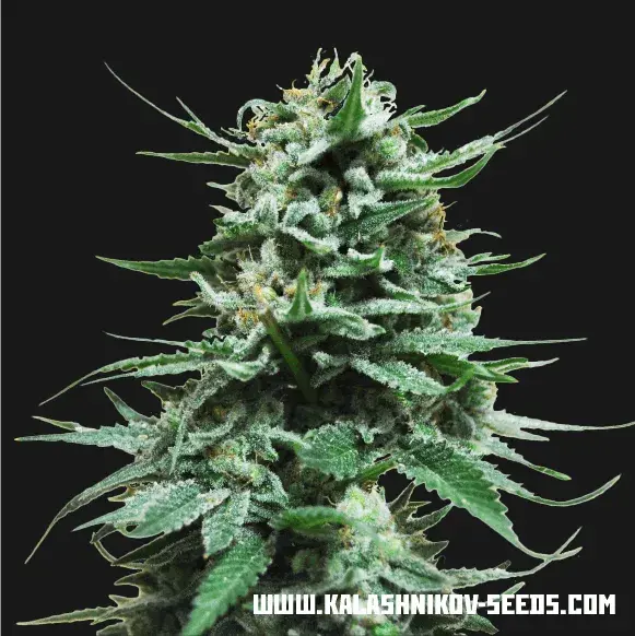 Northern Russian Auto Feminised Cannabis Seeds | Kalashnikov Seeds