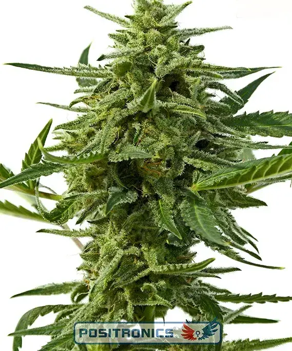 Northern Haze Express Auto Feminised Cannabis Seeds | Positronics