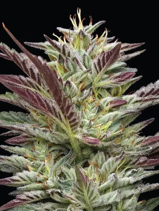 Notorious THC Feminised Cannabis Seeds - Humboldt Seed Company