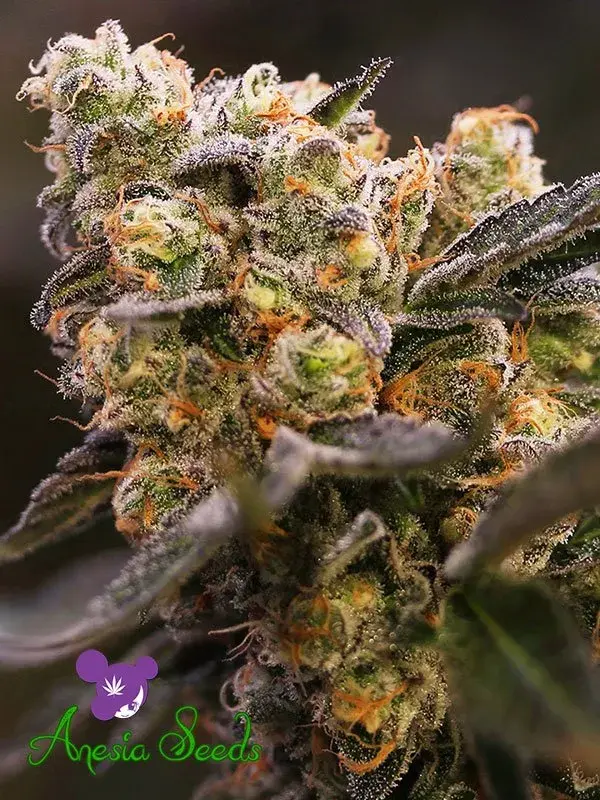 Nova OG Feminised Cannabis Seeds - Anesia Seeds