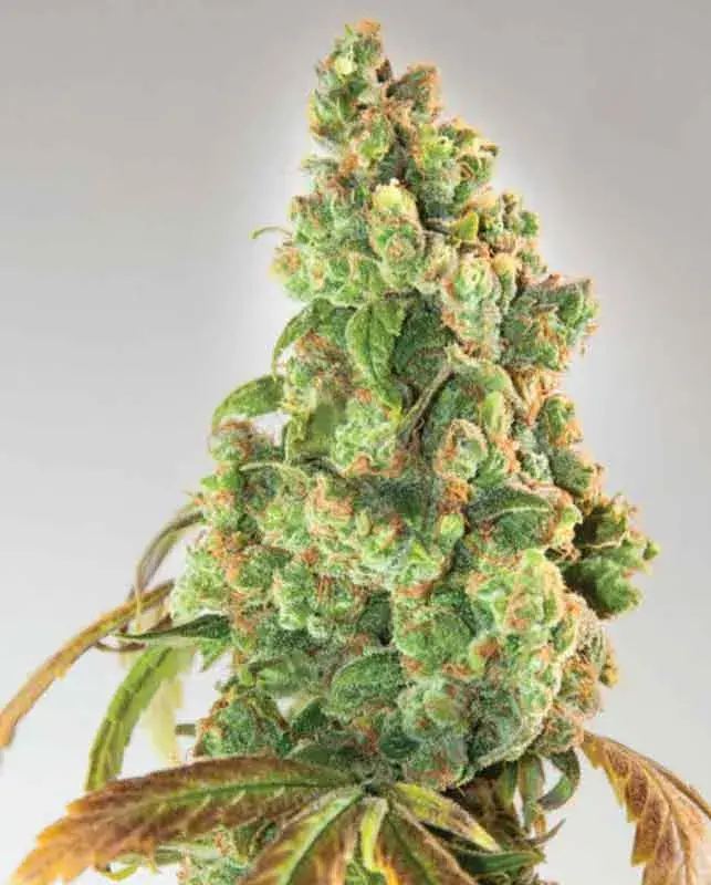 Nurse Lilly CBD Feminised Cannabis Seeds | Expert Seeds