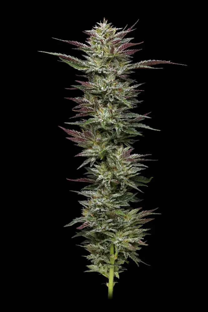 Nutter Budder Feminised Cannabis Seeds - Humboldt Seed Company