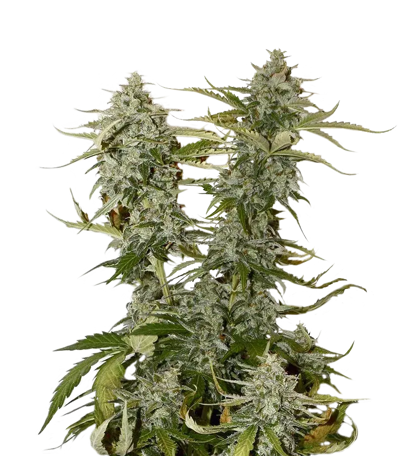 Candy Dawg Auto Feminised Cannabis Seeds | Seed Stockers