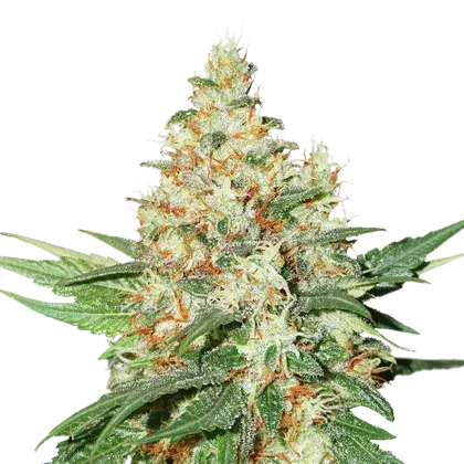 O.G. Kush Feminised Cannabis Seeds | Seed Stockers