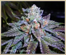 Gage Green OB Ripper Cannabis Seeds
