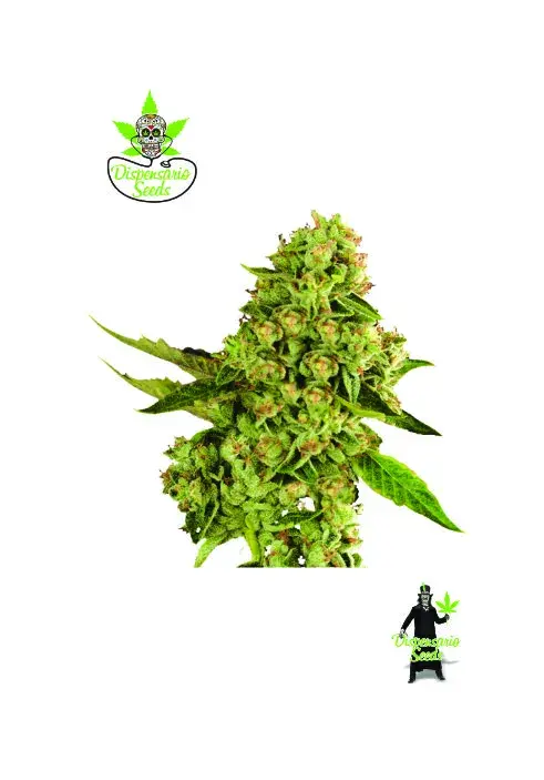 OG Cheese Feminised Cannabis Seeds | Dispensario Seeds