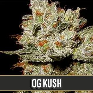 OG's Kush Feminsed Cannabis Seeds | Blim Burn Seeds