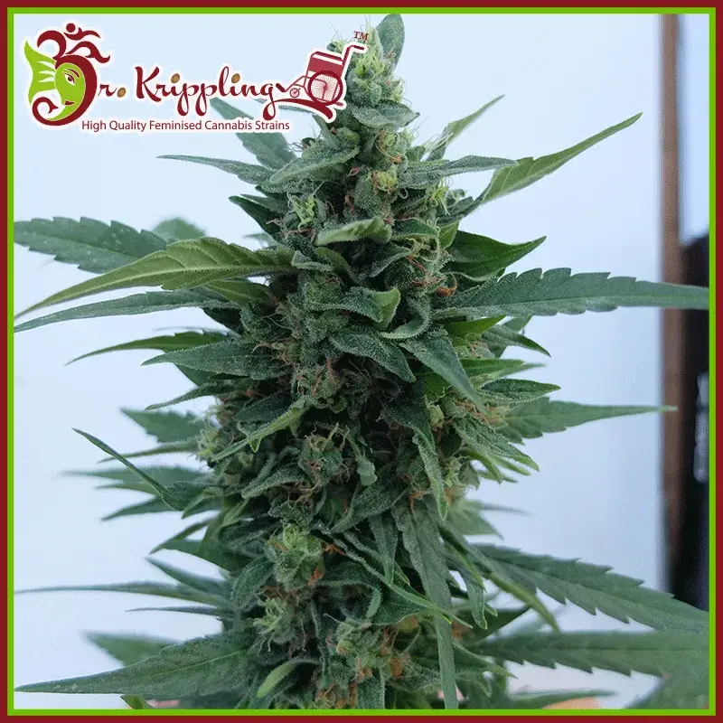 OG Kush Auto Feminised Cannabis Seeds | Dr Krippling 