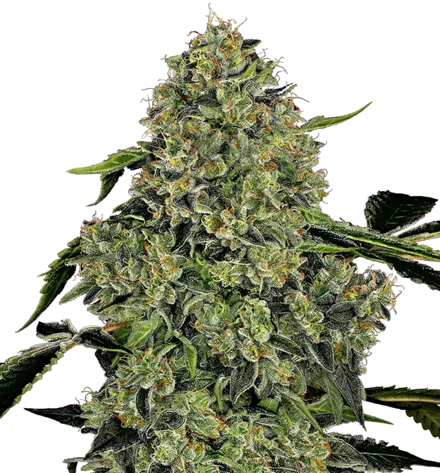OG Kush Auto Feminised Cannabis Seeds | White Label Seed Company