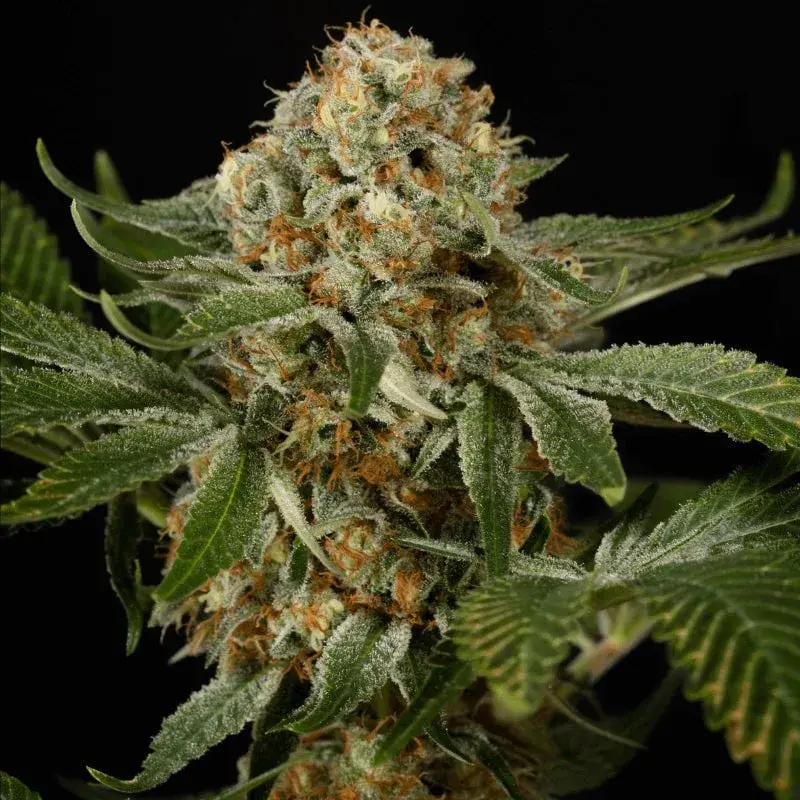 OG Kush Cannabis Seeds - Silent Seeds.