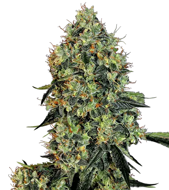 OG Kush Feminised Cannabis Seeds | White Label Seed Company